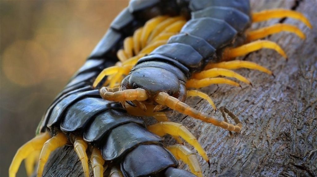 На запорожском курорте запечатлели ядовитое насекомое: встретив его, не трогайте (ФОТО)