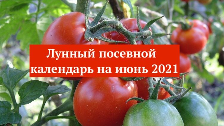 Посевной календарь на июнь-2021: когда и что лучше сажать