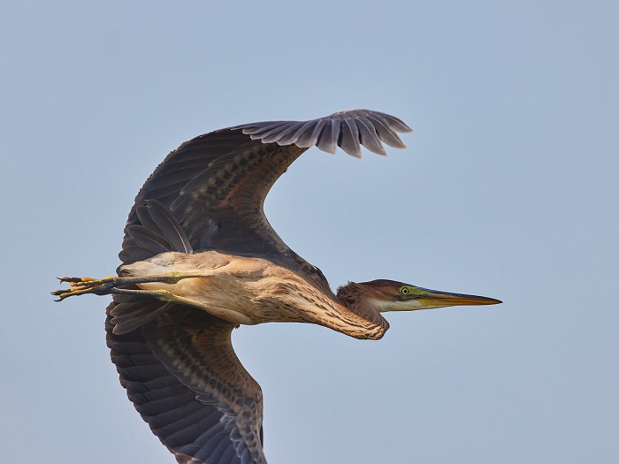 Природа удивляет: в Запорожской области запечатлели необычную птицу (ФОТО)