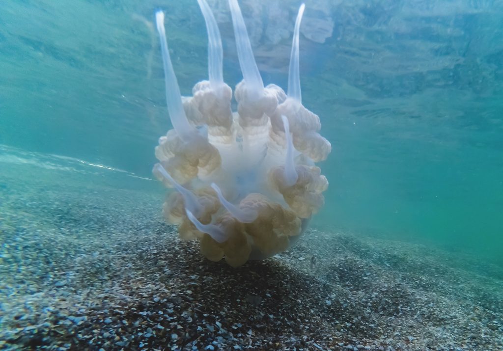 Фотограф показала красивую сторону медуз, заполонивших Бердянск