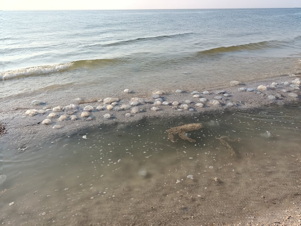 В Кирилловке отдыхающие из-за медуз с 6 утра пытаются окунуться в море (ВИДЕО)