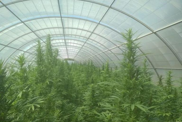 Промышленный масштаб: в Запорожской области вырастили 1100 кустов конопли (ФОТО, ВИДЕО)