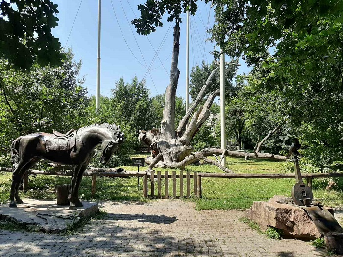 Как выглядит 700-летний Запорожский Дуб сегодня (ФОТОРЕПОРТАЖ)