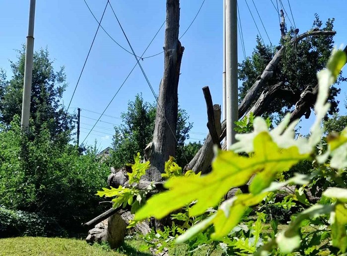 Как выглядел Запорожский дуб полвека назад (ФОТО)