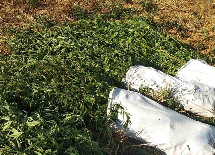 В Запорожской области у 60-летней женщины нашли сотни кустов конопли (ФОТО)