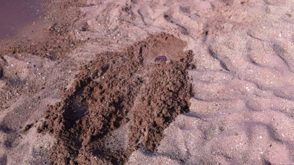 В Кирилловке женщина упала в «ловушку» из мертвых медуз