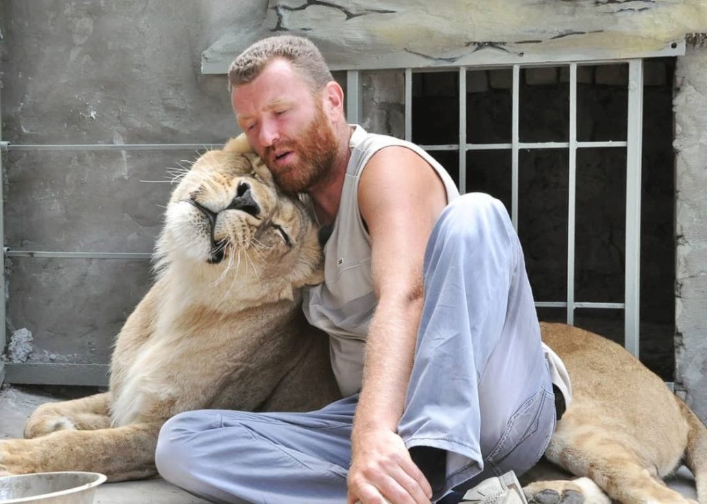 Умерла главная львица Васильевского зоопарка: чем она известна (ФОТО)