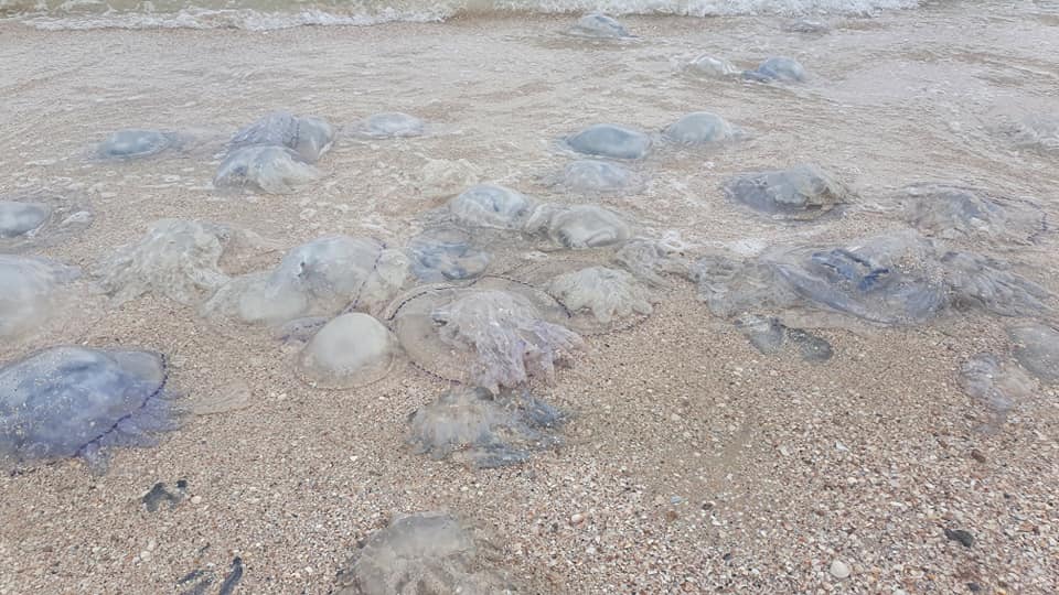 В Кирилловке волны выбросили тысячи мертвых медуз на берег (ВИДЕО)