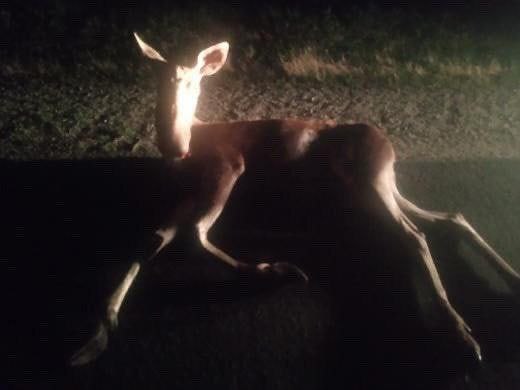 Под Запорожьем насмерть сбили лося (ФОТО, ВИДЕО)