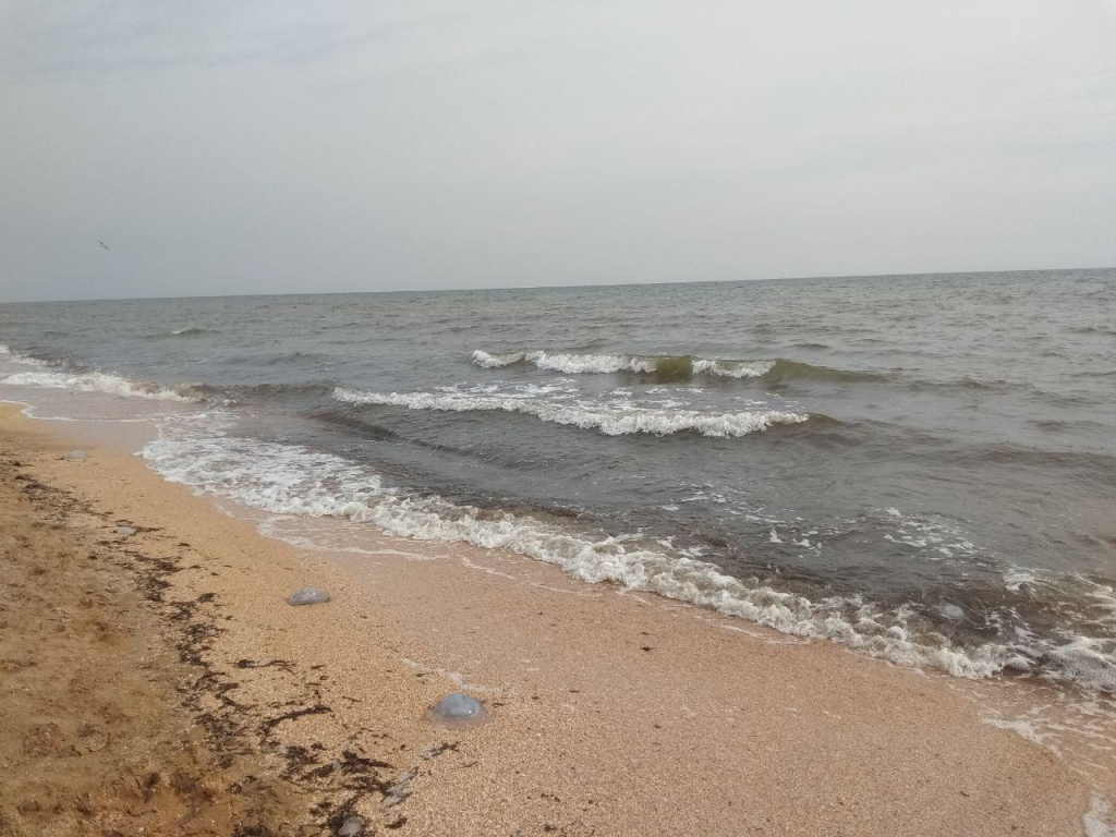 Мертвые медузы и «зеленый» пляж в Счастливцево: отдыхающих это не пугает (ВИДЕО)