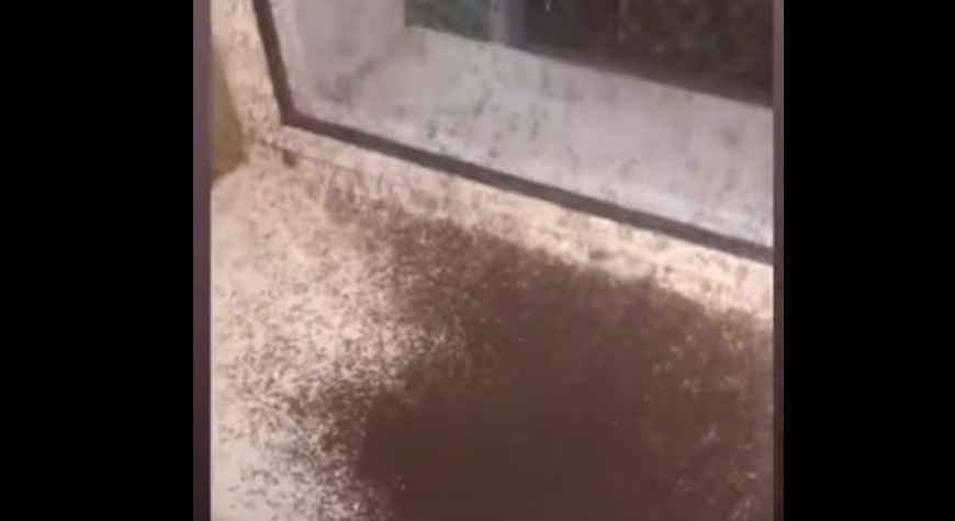 Кирилловку заполнили полчища комаров (ВИДЕО)