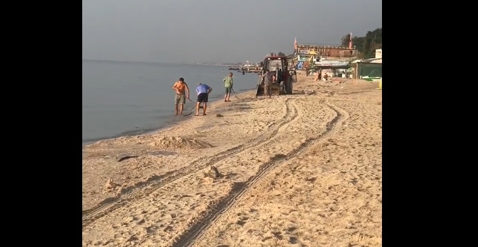 В Кирилловке сразу же убирают медуз, которых сегодня вынесло на берег (ВИДЕО)