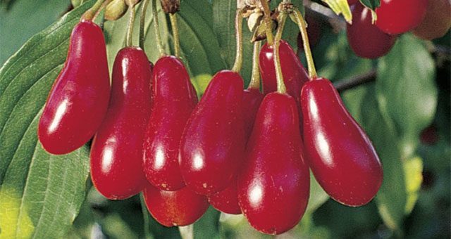 Выращиваем кизил