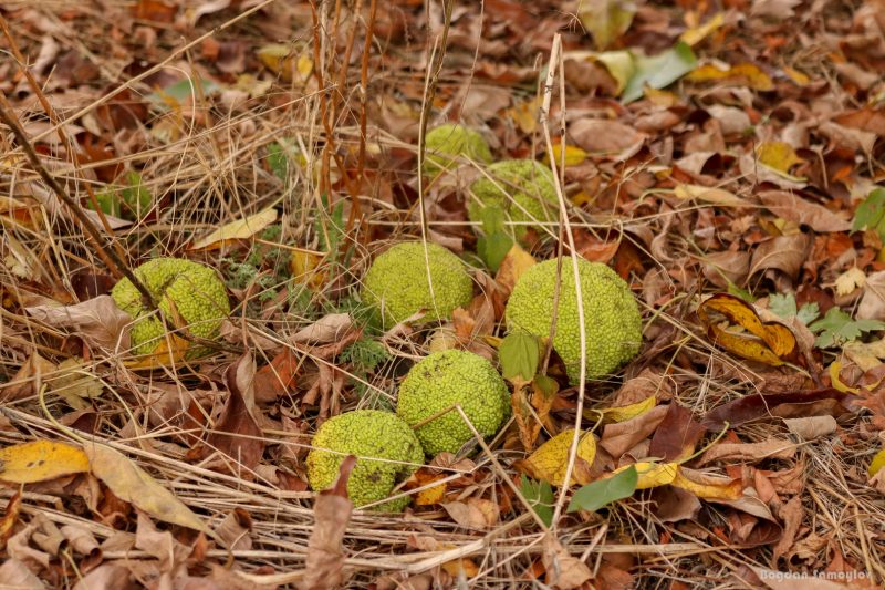 В Запорожье на Хортице поляна усеяна «лжеапельсинами»: что это за плоды (ФОТО)