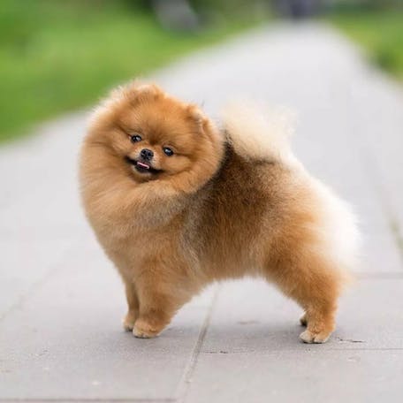 Особливості породи собак померанський шпіц