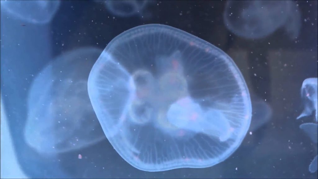 Медузам из Кирилловки нашли новое применение