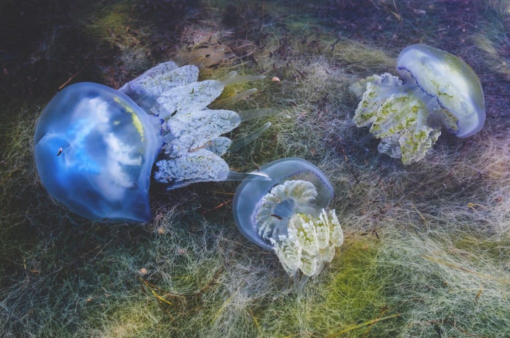 В нашествии медуз в Кирилловке виновата РФ, — глава ЗОГА