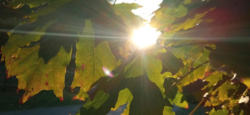 Потепление и почти «бабье лето»: какая погода ожидает запорожцев на выходные