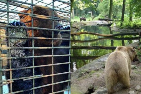 В Запорожье медведи сегодня покидают зоопарк детской железной дороги (ФОТО)