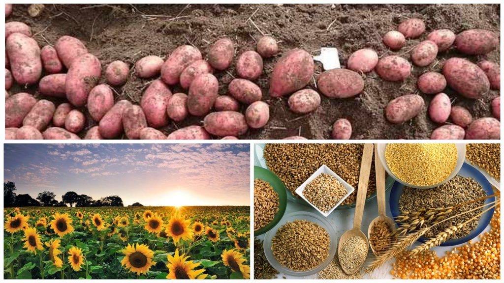 Какой урожай зерна, картофеля и подсолнуха собрали в Запорожской области в 2021 году