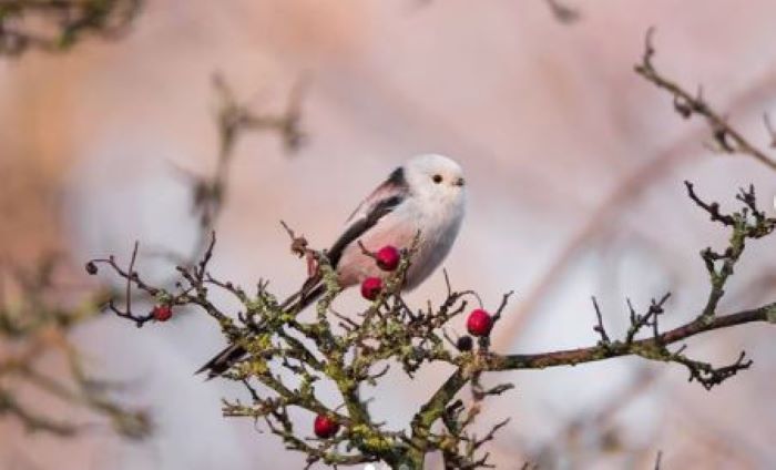 «Дружелюбные шарики»: на Хортице заметили особенных синиц (ФОТО)