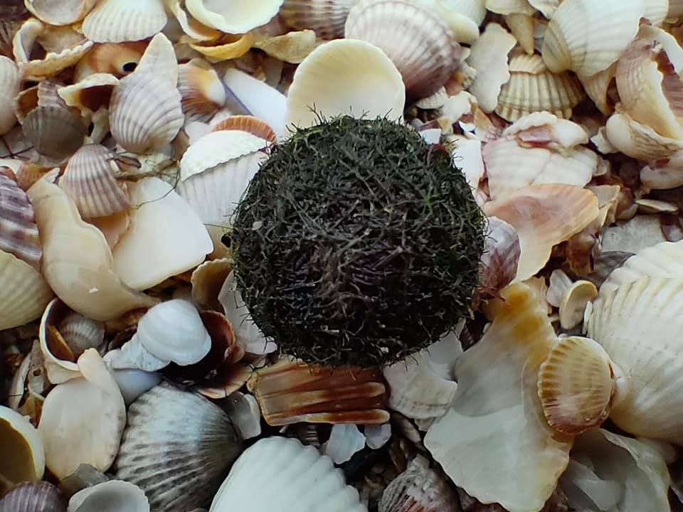 В Кирилловке на берег выбросило нового обитателя Азовского моря (ФОТО)