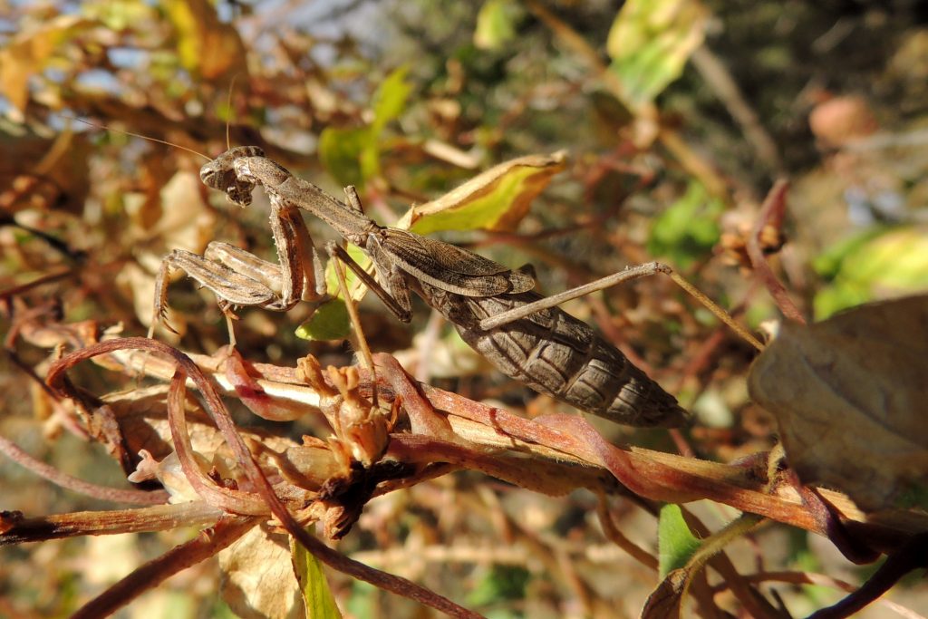 На Хортице впервые зафиксировали редкое насекомое (ФОТО)