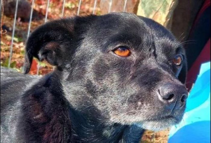 В Запорожской области живодеры расстреляли собаку (ФОТО)