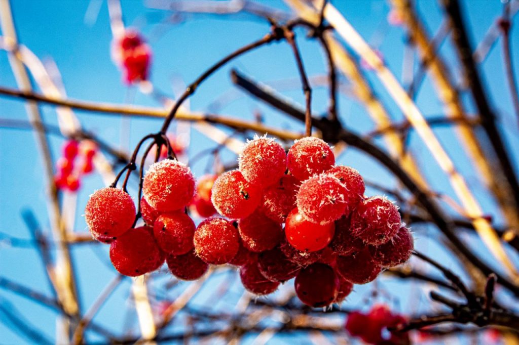 Мороз и солнце сменятся дождем: какой будет погода в Запорожье на неделе