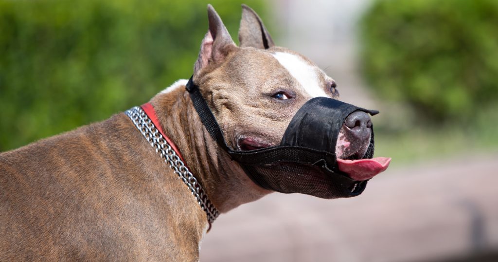 Запорожцы должны будут соблюдать новые правила выгула собак