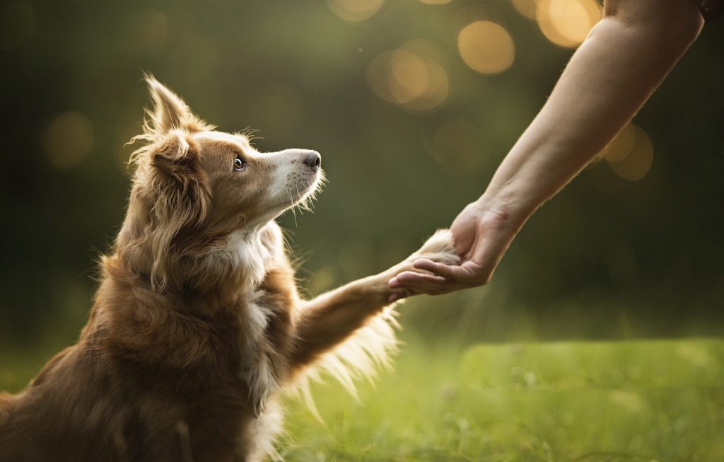 Запорожским собачникам: определены 50 опасных пород (СПИСОК)