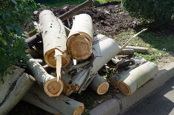 В Запорожье за 319 миллионов хотят спилить 21 000 тополей