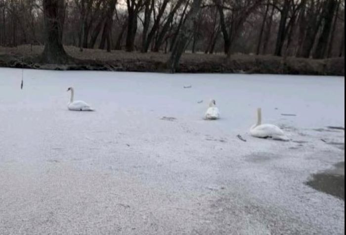 В запорожской «Дубовке» лебеди вмерзли в лёд: ФОТОФАКТ