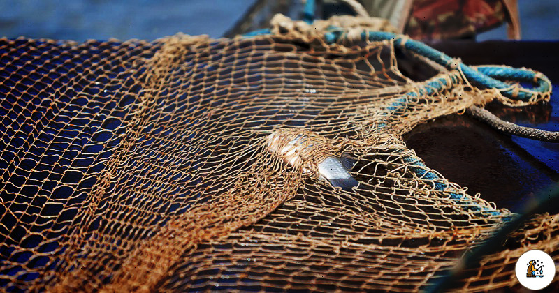 Улов на 80 тысяч: в Запорожской области нашли браконьерские сети (ВИДЕО)