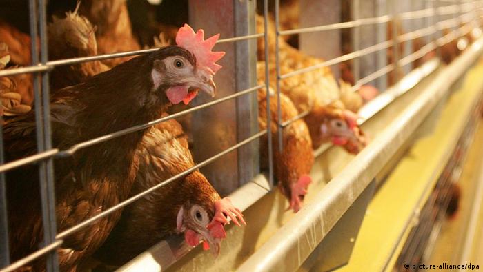 В Украине может подорожать мясо птицы: восемь предприятий направили письмо министру аграрной политики