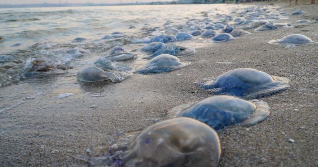 Чиновники предлагают решить проблему с медузами расчисткой рек: сроки и суммы