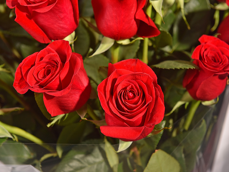 Какие цветы нельзя дарить на День святого Валентина