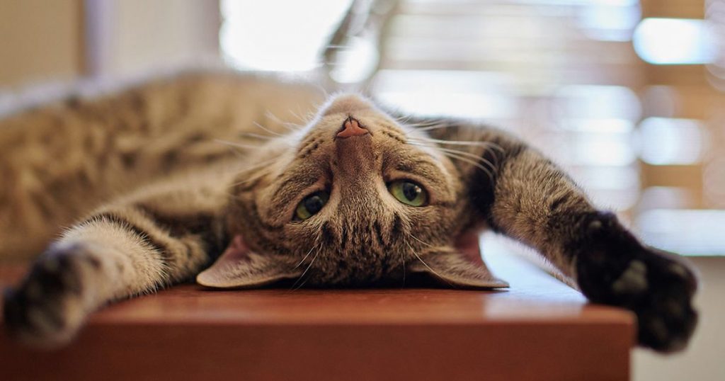 Концерты, шоу и трогательные спектакли: как провести выходные в Запорожье