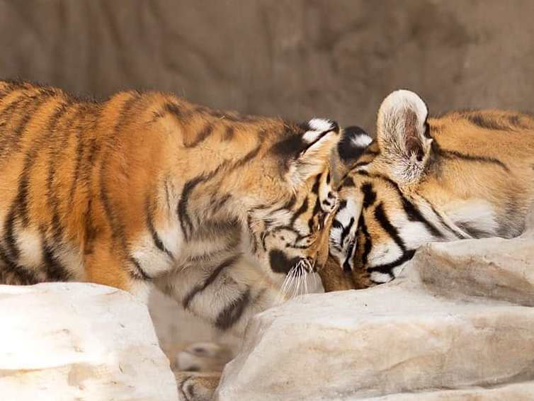 Зоопарк в Василівці потребує допомоги: проблема із харчами для тварин