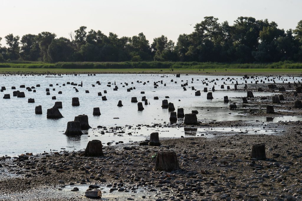 Під Запоріжжям на місці Каховського «моря» виявили величезний знищений ліс (ФОТО)