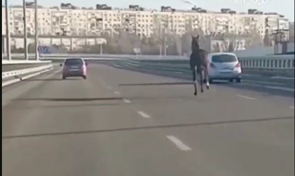 У Запоріжжі помітили наляканого коня, який біг посеред мосту (ВІДЕО)