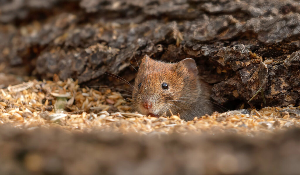 Держпродспоживслужба попереджає про поширення гризунів на Запоріжжі: як боротися