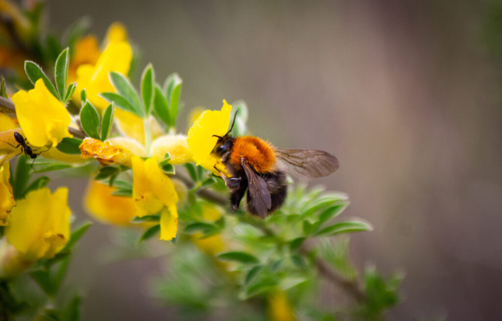Весняне тепло набирає обертів у Запоріжжі: коли прогнозують +22 градуси