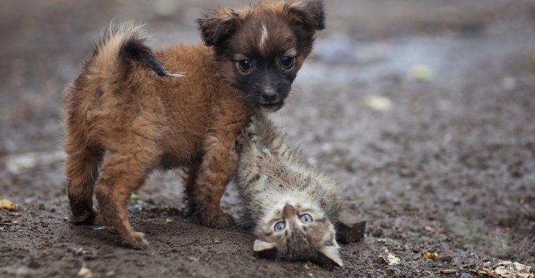 Товариство Червоного Хреста збирає корм для тварин в Оріхові й Гуляйполі