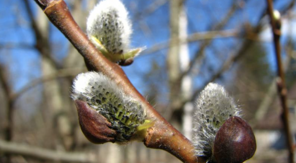 До Запоріжжя увірветься весняне тепло