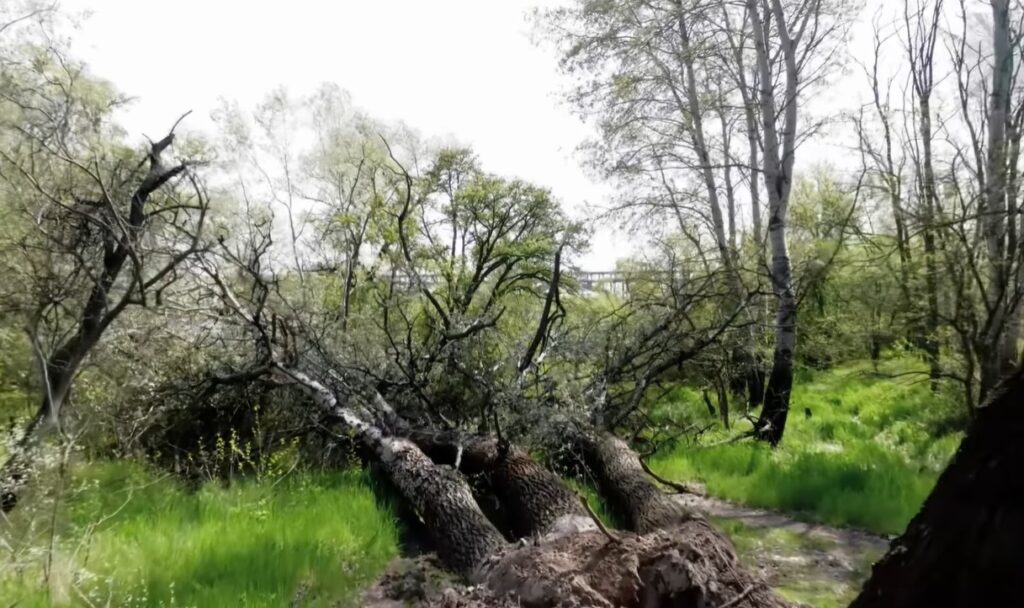 У Запоріжжі буревій вивернув з корінням 4 тополі, які були візитівкою Хотиці (ВІДЕО)