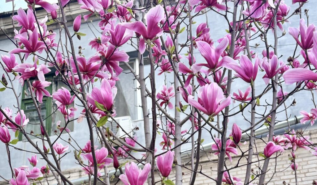 Які максимальні температури повітря очікуються в Запоріжжі на вихідних