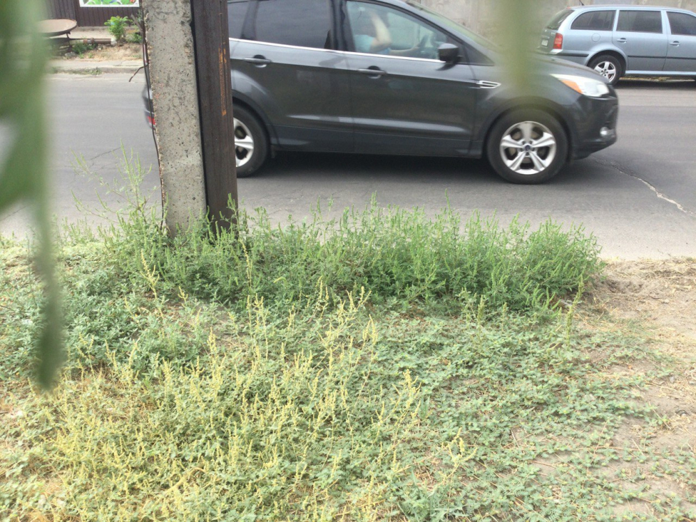 В одному з районів Запоріжжя виявили майже 3 га амброзії