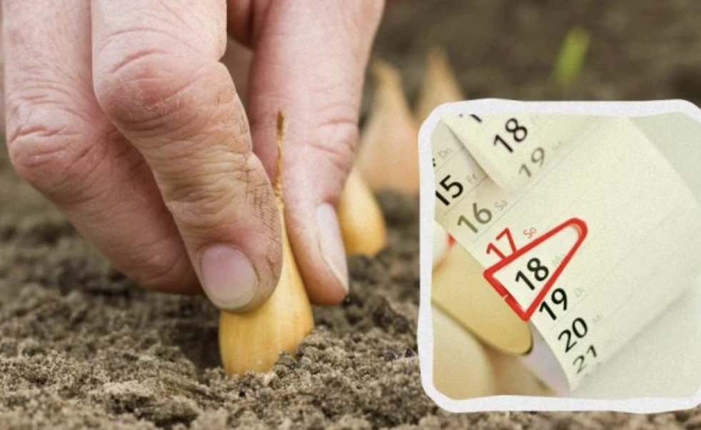 Лише кілька сприятливих днів: коли садити цибулю і часник на зиму в листопаді 2024