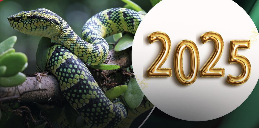 Кольори удачі на Новий рік 2025: у чому зустріти рік Зеленої Змії?